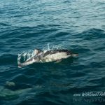 Дельфин Белобочка