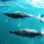 Дельфин Белобочка